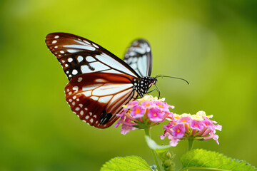 Obraz premium Elegant Chestnut Tiger Butterfly Resting on Delicate Pink Lantana Blossoms A Close Up View of Nature's Intricate Details and the Beauty of Pollination in a Lush Garden