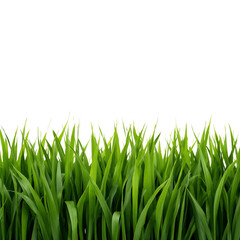 Fototapeta premium green grass png, fresh grass png, realistic grass png, natural grass png, summer grass png, spring grass png, lush grass png, bright green grass png, detailed grass png, high quality grass png
