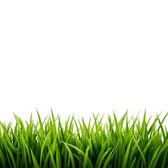 Fototapeta premium green grass png, fresh grass png, realistic grass png, natural grass png, summer grass png, spring grass png, lush grass png, bright green grass png, detailed grass png, high quality grass png