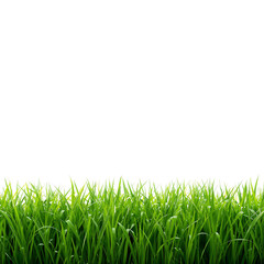 Obraz premium green grass png, fresh grass png, realistic grass png, natural grass png, summer grass png, spring grass png, lush grass png, bright green grass png, detailed grass png, high quality grass png