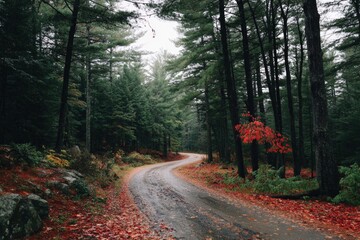 Obraz premium Winding forest road in autumn
