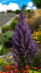 Obraz premium Vibrant purple flower blooms amidst garden