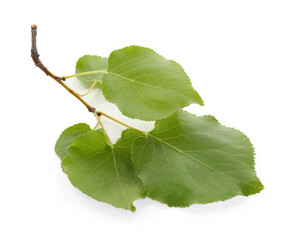 Tree branch with fresh green leaves isolated on white