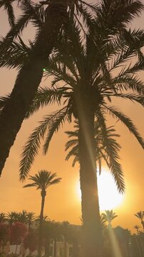 Tropical background of silhouetted palm trees against a warm glowing tropical sunset sky, vertical video