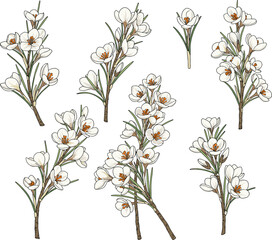 White crocus flower botanical illustration, spring bloom plant drawing, detailed floral vector art, garden blossom design, seasonal nature clipart, decorative gardening element