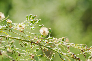 秋の森　野草の蕾と綿毛が輝く01