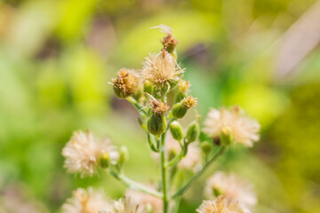 秋の森　野草の蕾と綿毛が輝く04