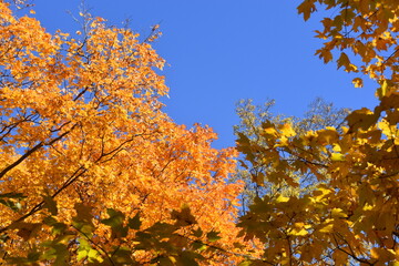 autumn leaves against blue sky