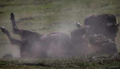 American Plains Bison (Bison bison bison) rolling in the dust of Wind Cave National Park, South Dakota