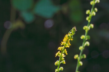 秋の花　金水引の黄色の花04