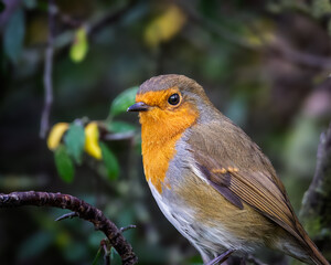 Robin Redbreast Perched Hauxley Nature Reserve, Northumberland, August 2025