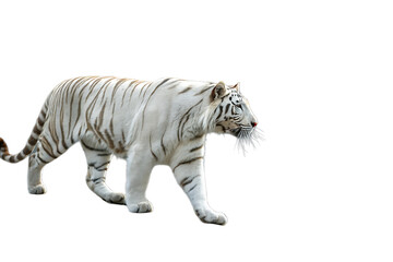 Obraz premium White tiger is walking on a rocky surface AI generated by PNG