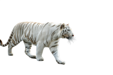 White tiger is walking on a rocky surface AI generated by PNG