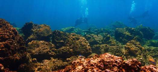 Underwater photography of in the shallow tropical waters. Blacktip reef shark in rays of sunlight....