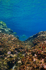 Underwater photography of in the shallow tropical waters. Blacktip reef shark in rays of sunlight....