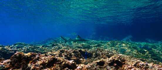 Underwater photography of in the shallow tropical waters. Blacktip reef shark in rays of sunlight....
