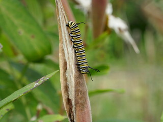 Monarch butterfly caterpillar on swamp milkweed seed pod