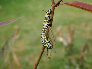 Swamp milkweed leaf getting eaten by monarch butterfly caterpillar