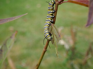 Monarch butterfly caterpillar eating swamp milkweed leaf