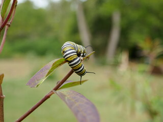 Monarch butterfly caterpillar curled on swamp milkweed plant leaf