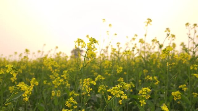 Yellow mustard flowers (Sarso) blow gently the wind, sunset casts a warm glow over the fields and the golden sunset paints delicate blooms across the rural land filled with vibrant canola flowers.