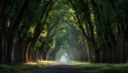 Obraz premium Sunlight-drenched tree-lined avenue (1)