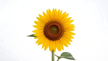 Obraz premium Sunflower close-up