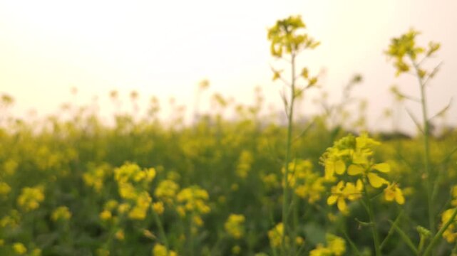 Yellow mustard flowers (Sarso) blow gently the wind, sunset casts a warm glow over the fields and the golden sunset paints delicate blooms across the rural land filled with vibrant canola flowers.