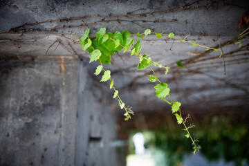green plant in the wall