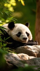 Fototapeta premium Captivating Panda Portrait: A Gentle Giant Resting Peacefully Among Lush Green Bamboo Foliage in Natural Habitat