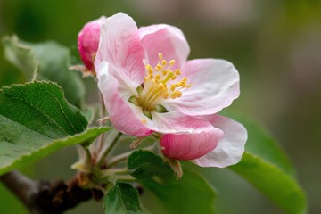 Obraz premium Close-up of a delicate pink apple blossom (3)