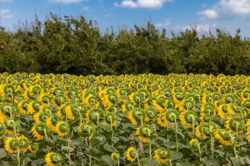 Fototapeta premium A field of large yellow mature sunflowers at a sunflower oil farm showing the flower heads from the back