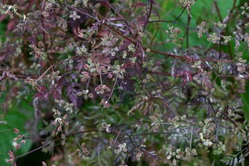 Torilis scabra (Rough hedge parsley) fruits. A biennial plant of the Apiaceae family. The fruits are oval and the tips of the spines are bent into prickly seeds.