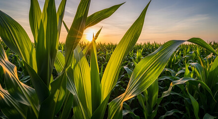 Naklejka premium Corn field at sunset, ladang jagung, agricultural background