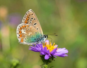 Obraz premium Butterfly on a flower, vibrant colors