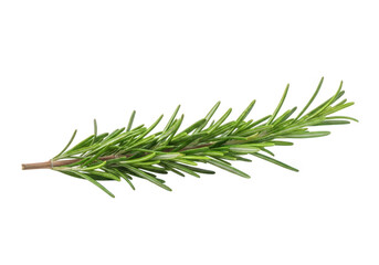 Fototapeta premium Fresh Rosemary Sprig on Transparent Background, Aromatic Herb for Cooking, Close-Up Studio Shot, Isolated, Ready for Design, Culinary Ingredient