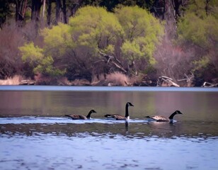 Calm lake scene with Canada geese