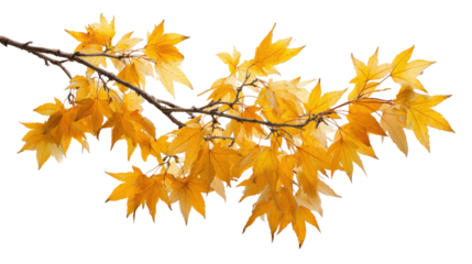 Vibrant autumn leaves on a branch, ready for your designs, with a transparent background.