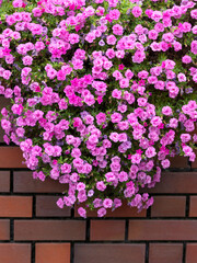 花壇に咲く鮮やかなピンク色の花