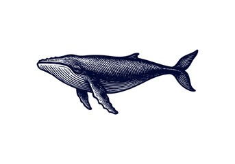 Humpback Whale Hand Drawn Engraved Sketch Vector Illustration by AZ for Books, Arts, Design and Decoration Graphic Asset