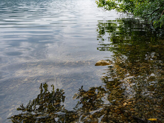 湖面に映る木と影