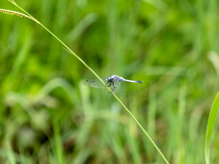 植物に掴まるシオカラトンボ