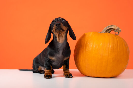 Adorable dachshund puppy sits beside a vibrant pumpkin against an orange backdrop, capturing the essence of autumn and halloween themes.