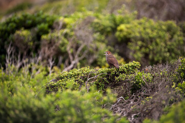 Rufous Bristlebird Dasyornis broadbenti singing from top of coastal scrub distant