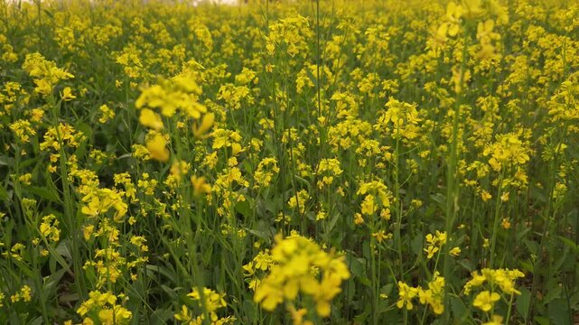 Yellow mustard flowers (Sarso) blow gently in the wind, rural land filled with vibrant canola flowers. India