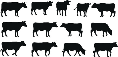 Silhouettes of cows standing, grazing, walking, isolated on white background, perfect for farm design, agriculture, livestock, rural scene illustrations