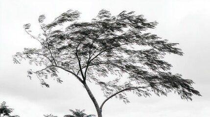 Monochromatic tree portrait showcasing resilience against a strong gale force wind