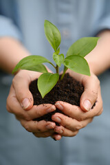 Tender Beginnings A Pair of Hands Gently Holds a Small Green Plant Emerging from Soil Symbolizing Growth Nurturing and the Importance of Environmental Stewardship