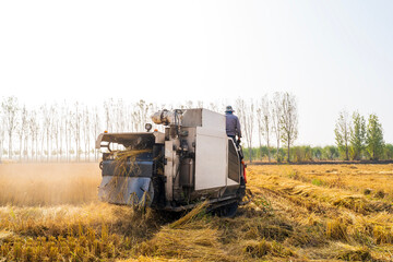 Harvester machine is harvesting rice