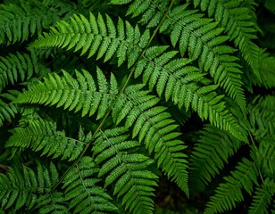 Close-up fern foliage